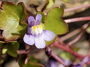 Cymbalaria muralis