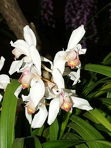 Cymbidium erythrostylum Orchi 028.jpg