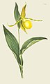 Cypripedium pubescens (as C. parviflorum) - Curtis' 23 pl. 911 (1806) retouched.jpg