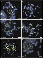 Thumbnail for Mega-telomere