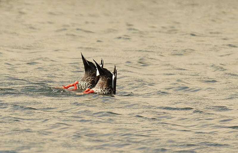 File:Dabbling Spot billed Ducks 01.jpg