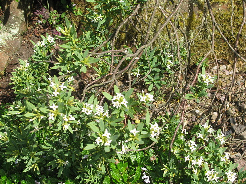 File:Daphne gnidioides, RBGE 2010.jpg