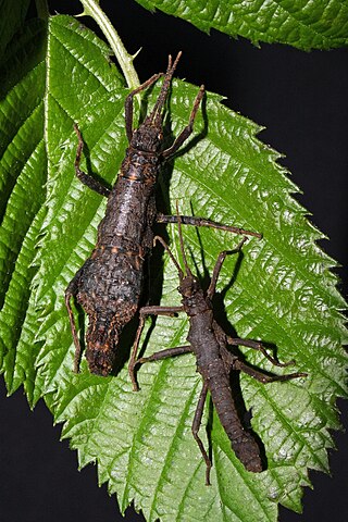 <i>Dares murudensis</i> Species of stick insect