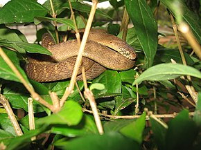 Dasypeltis fasciata.jpg görüntüsünün açıklaması.