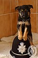 Police Puppy