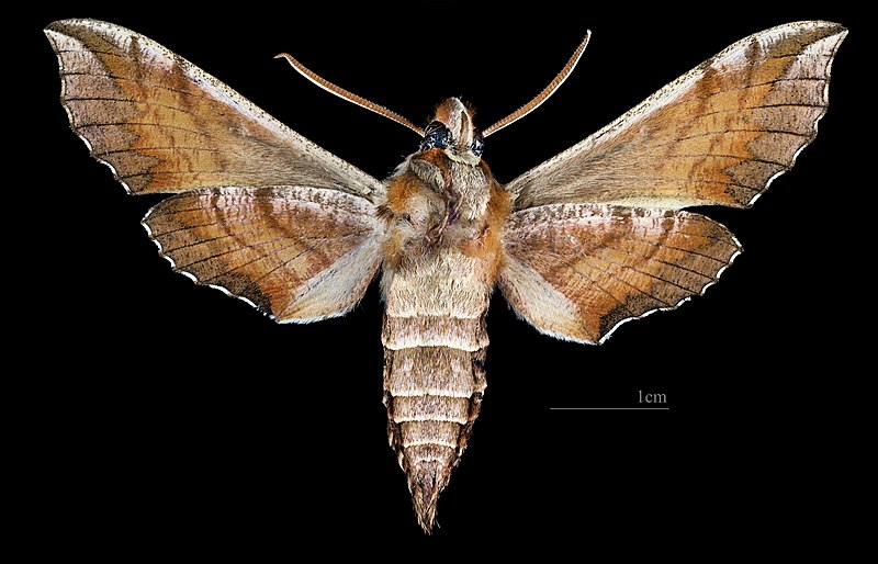 File:Deilephila askoldensis MHNT CUT 2010 0 499 Ussuri, Gornotajosnoje, Russia - male ventral.jpg