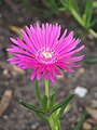 Delosperma cooperi, Delosperma Coopera, 2019-09-15