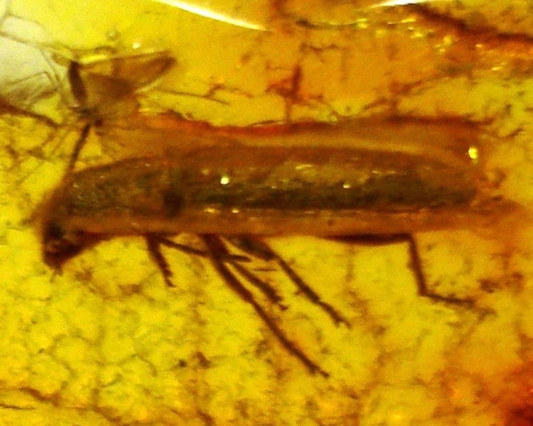 File:Detail, Baltic amber - Coleoptera, Cleridae - Length 10 mm (cropped).JPG