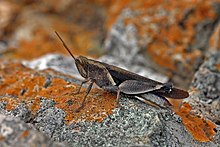 Diabolocatantops axillaris axillaris Devil grasshopper (Diabolocatantops axillaris axillaris).jpg