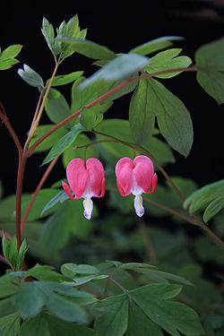 Dicentra Spectabilis.jpg