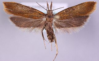 <i>Dichomeris ustalella</i> Species of moth