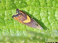 Dichrorampha petiverella (Linnaeus, 1758)