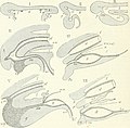 Die Säugetiere. Einführung in die Anatomie und Systematik der recenten und fossilen Mammalia (1904) (20921465076).jpg