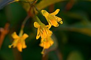 D. lonicera flower close up