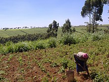 Woman harvesting potatoes on a small-scale farm Digging up potatoes for Christmas lunch.jpg