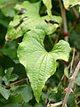 Dioscorea communis (leaf).jpg