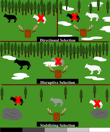 Depending on the environmental conditions, a wolf may have an advantage over wolves with other variations of fur color. Wolves with fur colors that do not camouflage appropriately with the environmental conditions will be spotted more easily by the deer, resulting in them not being able to sneak up on the deer (leading to natural selection).