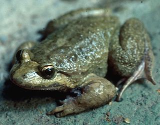 <span class="mw-page-title-main">Corsican painted frog</span> Species of amphibian