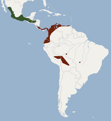 Distribution of Chiroderma salvini.PNG
