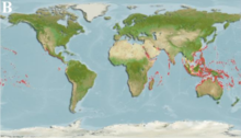 Distribution of Scarus Niger around the world Distribution of Scarus Niger.png