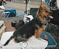 Australian Terrier