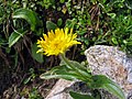 Doronicum clusii subsp villosum, Styria, Austria