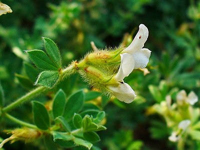 Dorycnium hirsutum Inflorescence