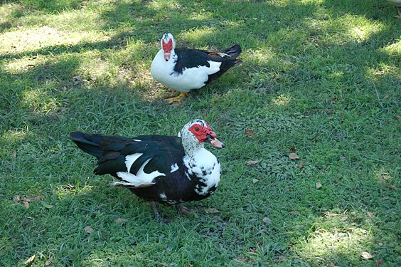 Ducks looking for food New Orleans Louisisna 2016