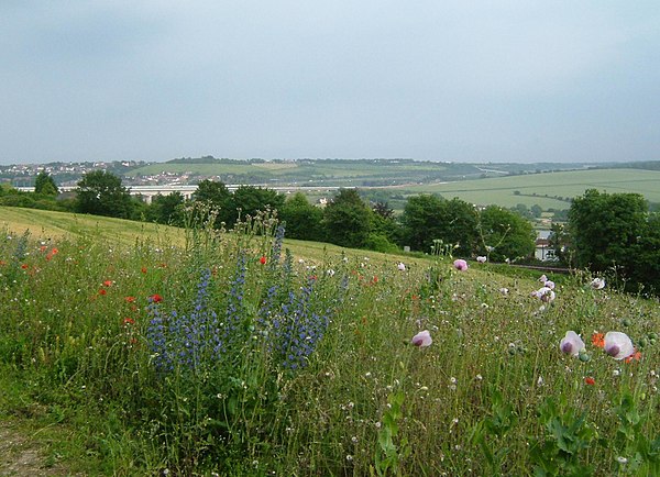 Ranscombe Farm, Medway. In June, these 'unimproved' meadows are covered with chalk grassland flowers.