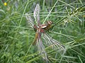 Libellula depressa