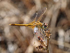 ♀ Sympetrum fonscolombii