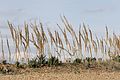 * Nomination Dry flowers of Sea onions (Drimia maritima). Adana - Turkey. --Zcebeci 15:17, 4 December 2016 (UTC) * Promotion  Support Good quality.--Famberhorst 16:46, 4 December 2016 (UTC)