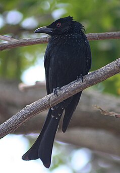 Drongo (Dicrurus bracteatus)