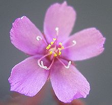 A flower of Drosera hartmeyerorum DroseraHartmeyerorumFlower.jpg