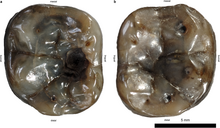 The lower molars of "D. carinthiacus" Dryopithecus carinthiacus.png