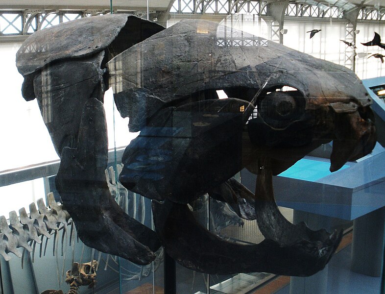 File:Dunkleosteus marsaisi.jpg