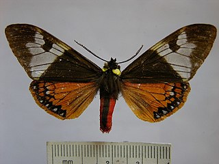 <i>Dysschema zeladon</i> Species of moth