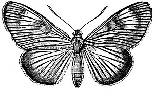EB1911 Lepidoptera - Castnia acraeoides.jpg