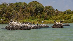 ET Amhara asv2018-02 img054 Lake Tana at Gorgora.jpg