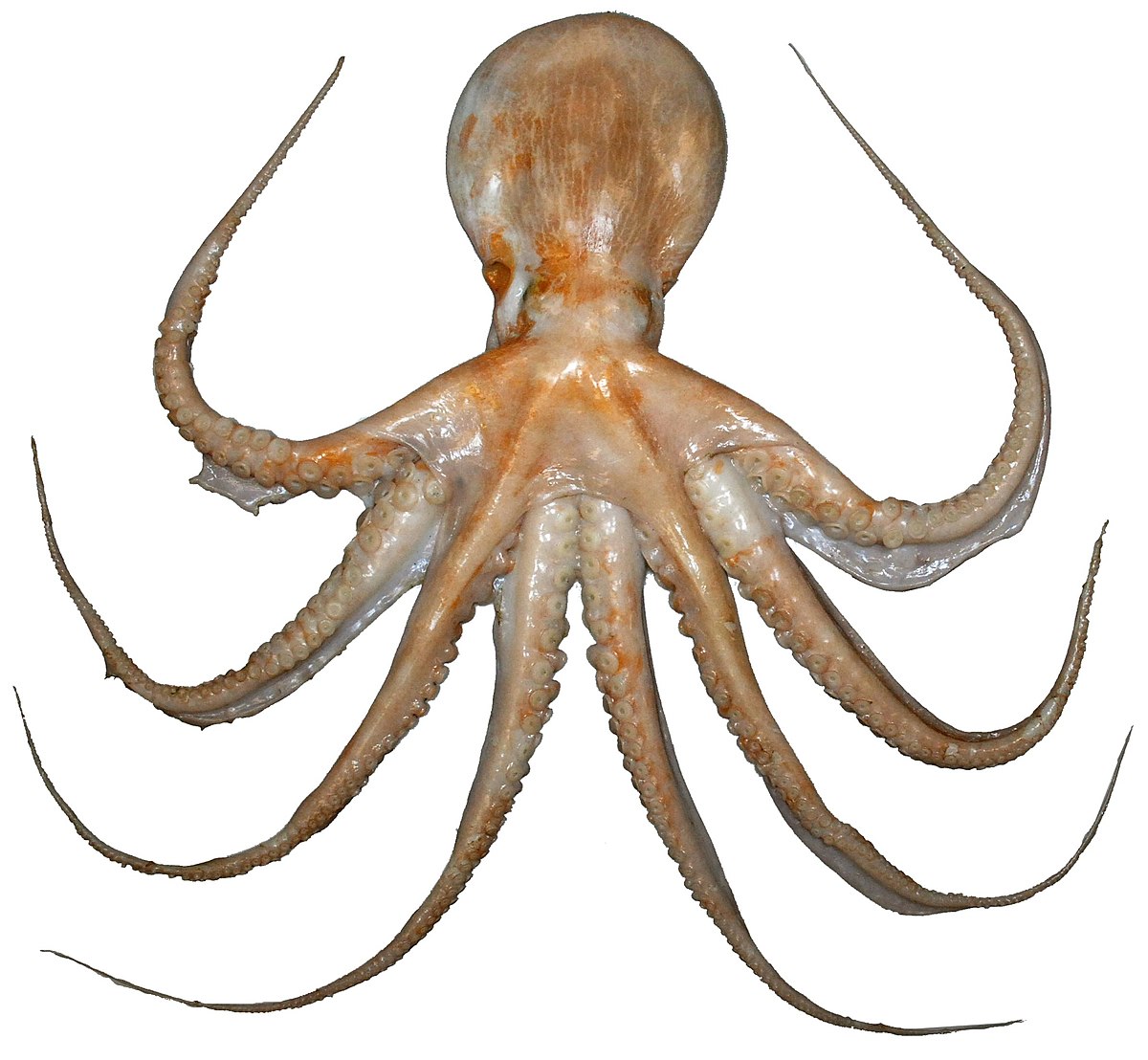File:E zealandicus (nền trắng).jpg - Wikipedia sẽ mang đến cho bạn cái nhìn tuyệt vời về một loài bạch tuộc độc đáo sống cùng với môi trường nền trắng. Bức ảnh chi tiết, rõ nét sẽ cung cấp cho bạn những thông tin đầy thú vị về loài động vật này.