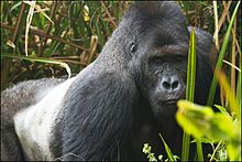 Шығыс ойпаты gorilla.jpg