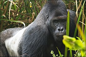 Východní nížinná gorila.jpg