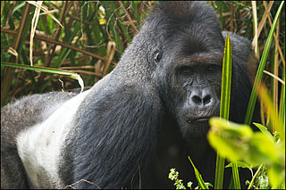 Eastern lowland gorilla subspecies of eastern gorilla endemic to the lowlands of eastern Democratic Republic of the Congo