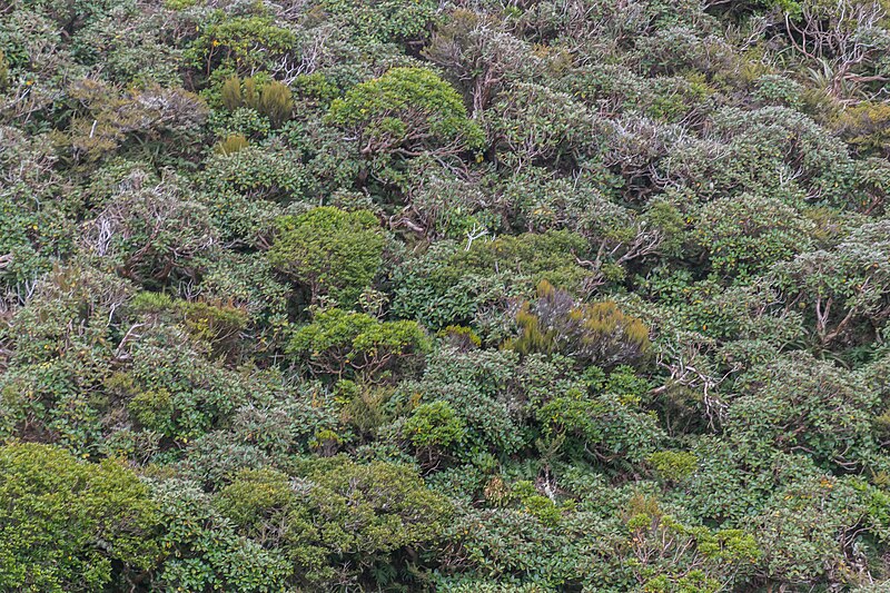 File:Eastern side of Mount Taranaki 16.jpg