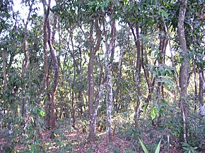 Beschrijving van de afbeelding Ebonytreeforest.jpg.