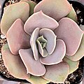 Echeveria 'Lolita' (híbrido)