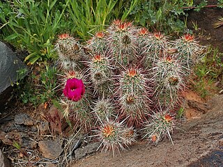 <i>Echinocereus relictus</i> Species of cactus