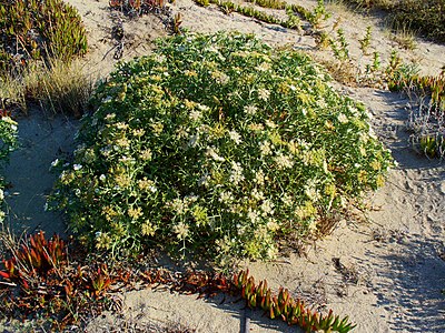 Echinophora spinosa Habitus