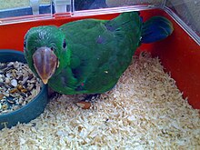 A seven-week-old male chick that has been hand reared for the pet trade Eclectus roratus -juvenile -7 weeks-8a.jpg