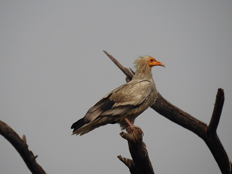 File:Egyptian Vulture Neophron percnopterus by Dr. Raju Kasambe DSCN2652 (34).jpg